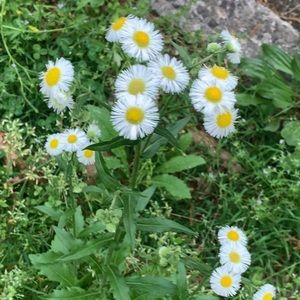 Meet your Posher, Annie